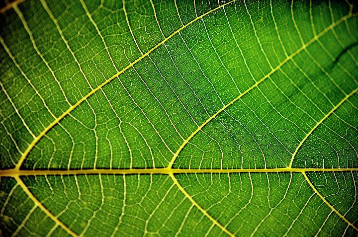 Close-up of plant leaf