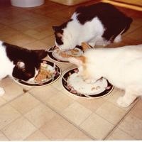 Image of 3 cats eating