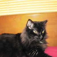 Image of a black cat Image of a black cat