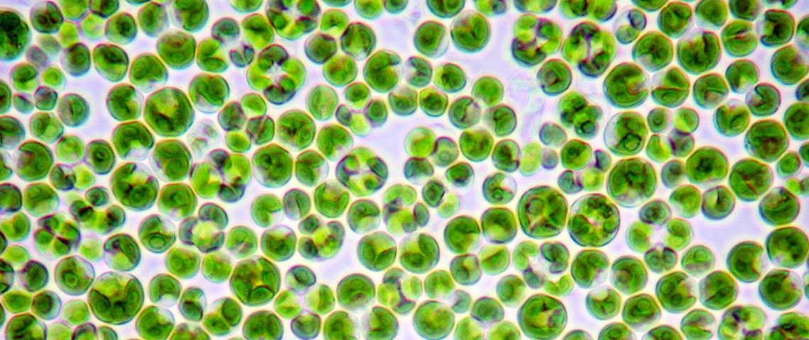 What Is Chlorella  And What Is It Good For Sun Chlorella  USA