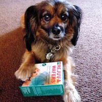 Image of a brown dog Image of a brown dog