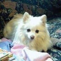 Image of a white puppy Image of a white puppy