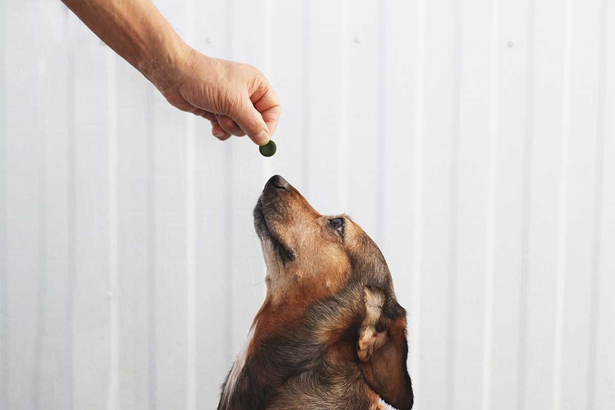  Person Giving Chlorella Supplement to Dog