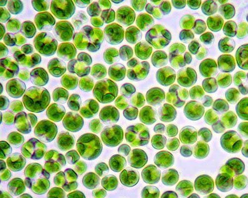 Chlorella Pyrenoidosa Under a Microscope - Sun Chlorella USA