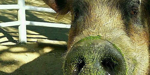 Up close photo of a hog