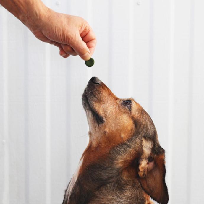 Person Giving Chlorella Supplement to Dog