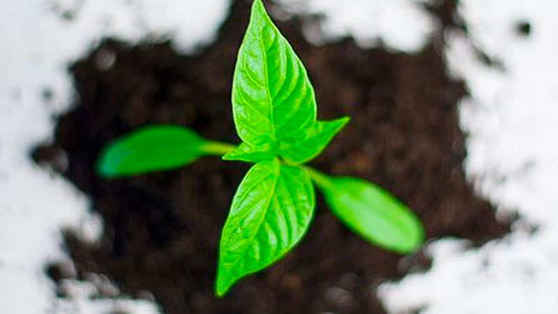 A picture of a plant sprouting towards to the camera