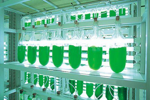 Culturing Chlorella