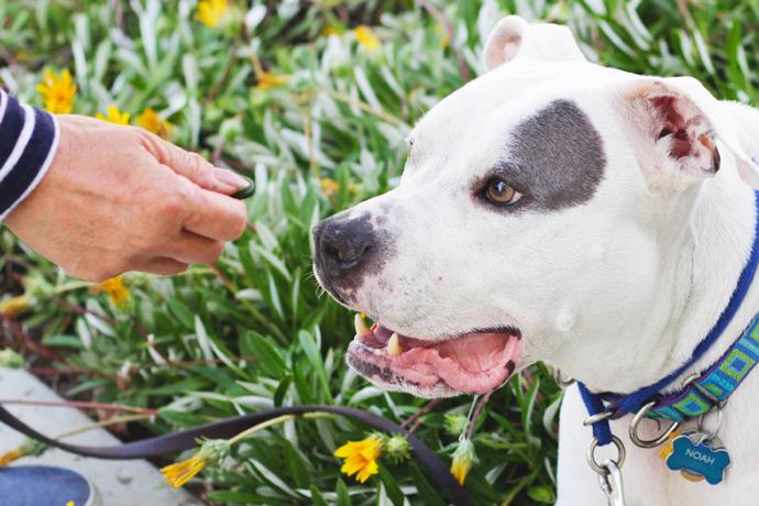 A pit bull ready to take a superfood chlorella treat, Rejuv-A-Wafers