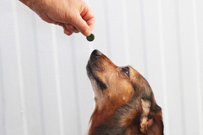 Rejuv-A-Wafers Sun Chlorella for Pets - Superfood Treat for Pets