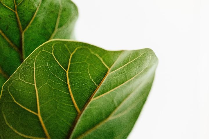 Close up on plant leaf