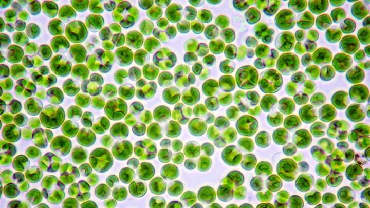 Close up on chlorella cells