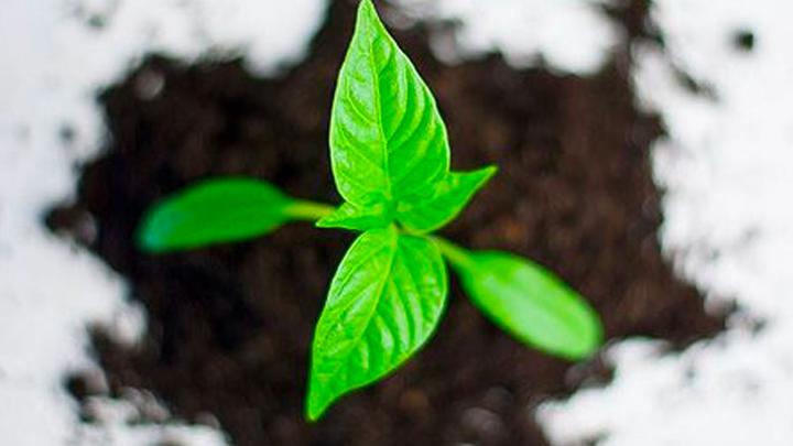 Overhead shot of a plant sprouting from the ground