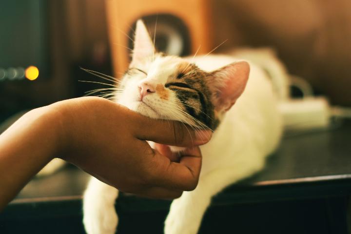 Cat being pet by someone