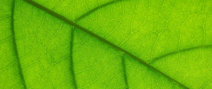 Close-up on a green leaf
