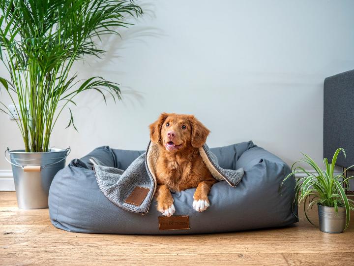 Dog in their bed