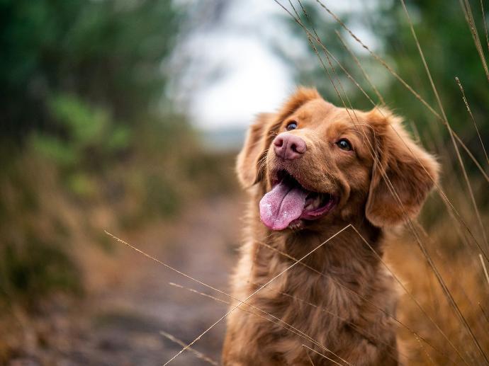 Playful dog looking upwards outside